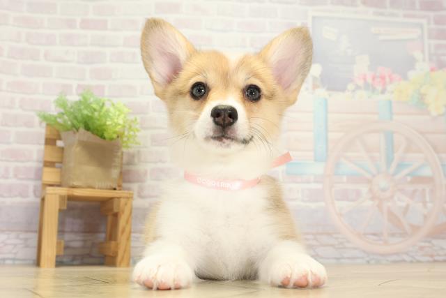 岐阜県のウェルシュコーギーペンブローク (Coo&RIKU岐南店/2025年9月9日生まれ/女の子/レッドホワイト)の子犬