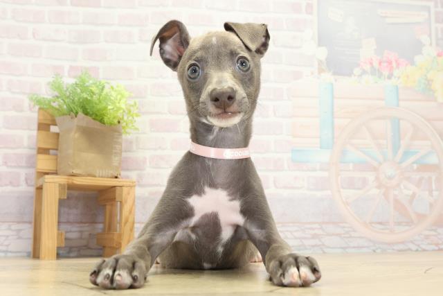 愛知県のイタリアングレーハウンド (Coo&RIKU春日井店/2025年9月6日生まれ/女の子/ブルーホワイト)の子犬の1枚目の画像