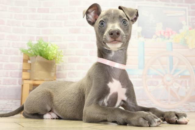 愛知県のイタリアングレーハウンド (Coo&RIKU春日井店/2025年9月6日生まれ/女の子/ブルーホワイト)の子犬の2枚目の画像