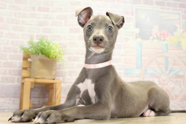愛知県のイタリアングレーハウンド (Coo&RIKU春日井店/2025年9月6日生まれ/女の子/ブルーホワイト)の子犬の3枚目の画像