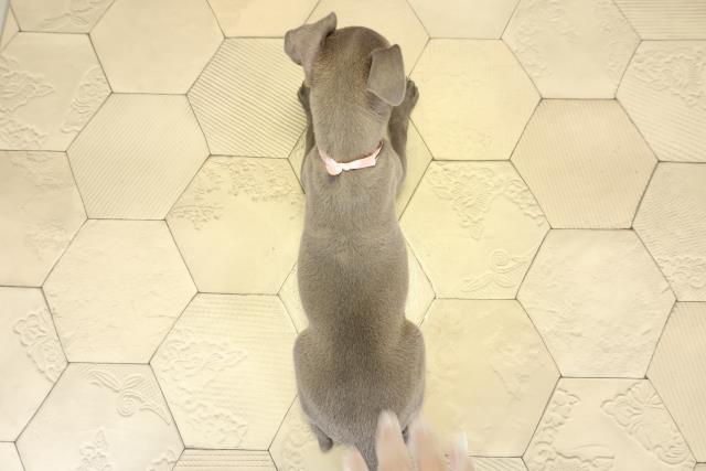 愛知県のイタリアングレーハウンド (Coo&RIKU春日井店/2025年9月6日生まれ/女の子/ブルーホワイト)の子犬の4枚目の画像