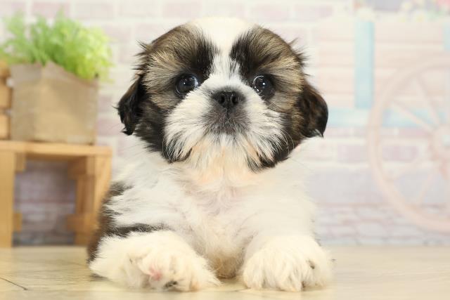 愛知県のシーズー (Coo&RIKU春日井店/2025年9月8日生まれ/女の子/ホワイトゴールド)の子犬