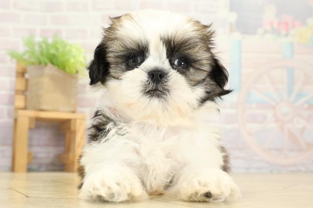 岐阜県のシーズー (Coo&RIKU各務原店/2025年9月8日生まれ/女の子/ホワイトゴールド)の子犬の1枚目の画像