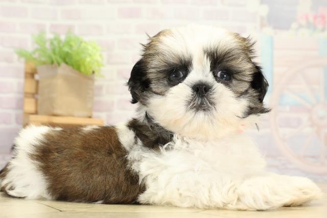 岐阜県のシーズー (Coo&RIKU各務原店/2025年9月8日生まれ/女の子/ホワイトゴールド)の子犬の2枚目の画像