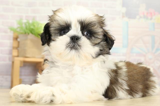 岐阜県のシーズー (Coo&RIKU各務原店/2025年9月8日生まれ/女の子/ホワイトゴールド)の子犬の3枚目の画像