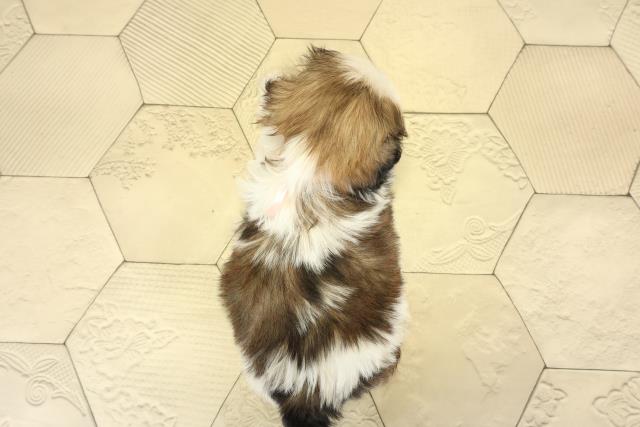 岐阜県のシーズー (Coo&RIKU各務原店/2025年9月8日生まれ/女の子/ホワイトゴールド)の子犬の4枚目の画像