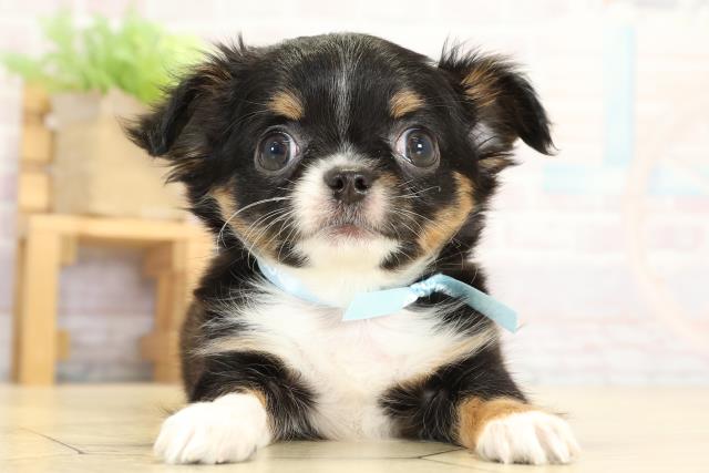 愛知県のチワワ(ロング) (Coo&RIKU春日井店/2025年9月10日生まれ/男の子/ブラックタンホワイト)の子犬