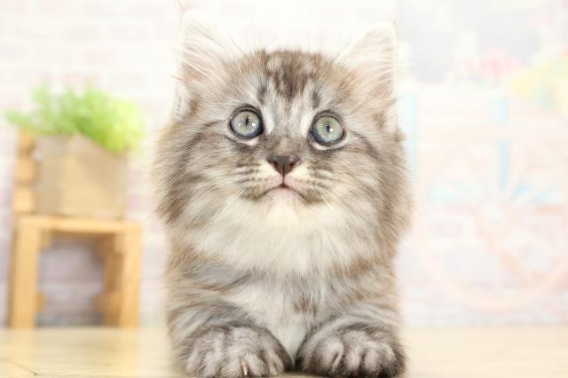 静岡県のミヌエット (Coo&RIKU静岡SBS通り店/2025年9月10日生まれ/男の子/シルバータビー)の子猫