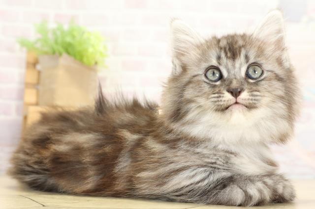 静岡県のミヌエット (Coo&RIKU静岡SBS通り店/2025年9月10日生まれ/男の子/シルバータビー)の子猫の2枚目の画像