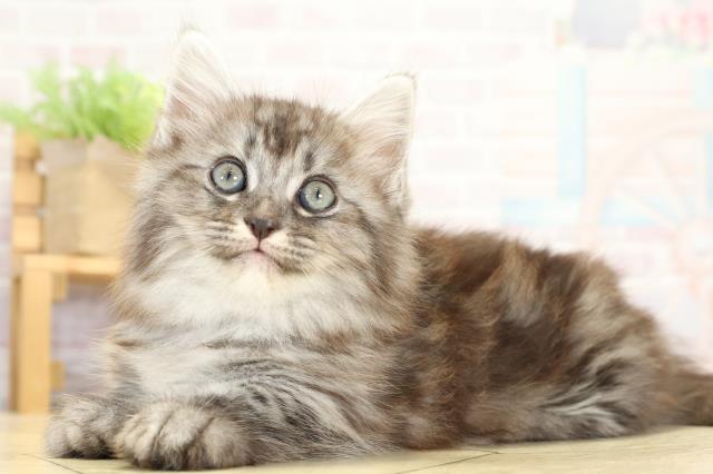 静岡県のミヌエット (Coo&RIKU静岡SBS通り店/2025年9月10日生まれ/男の子/シルバータビー)の子猫の3枚目の画像