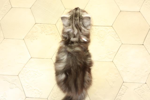 静岡県のミヌエット (Coo&RIKU静岡SBS通り店/2025年9月10日生まれ/男の子/シルバータビー)の子猫の4枚目の画像