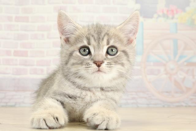 静岡県のミヌエット (Coo&RIKU掛川店/2025年9月9日生まれ/男の子/ブルータビー)の子猫