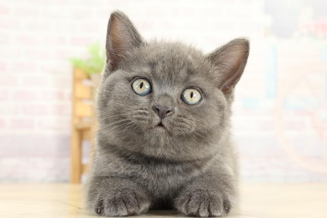 ブリティッシュショートヘアー