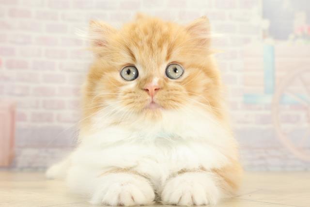 スコティッシュフォールド