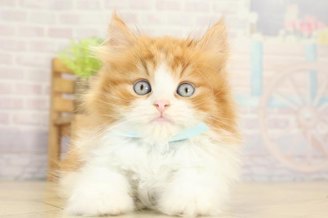 スコティッシュストレート