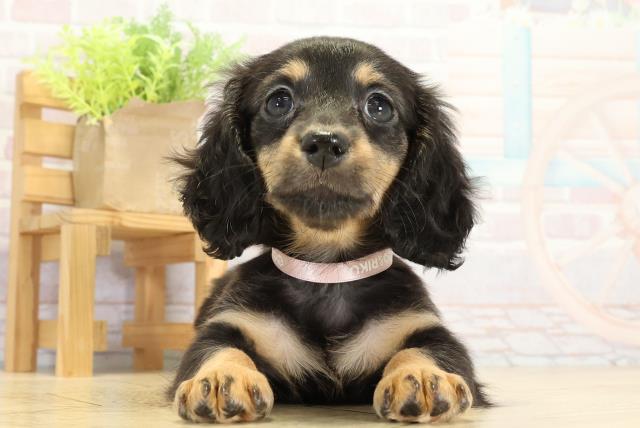 ミニチュア・ダックスフンド