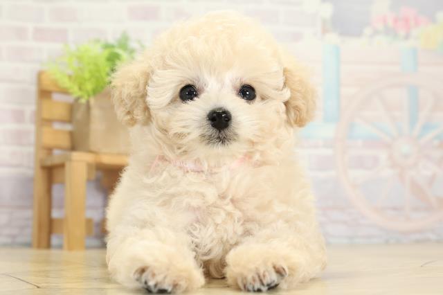 愛知県のトイプードル(ティーカップ) (Coo&RIKU春日井店/2025年9月9日生まれ/女の子/ペールフォーン)の子犬の1枚目の画像