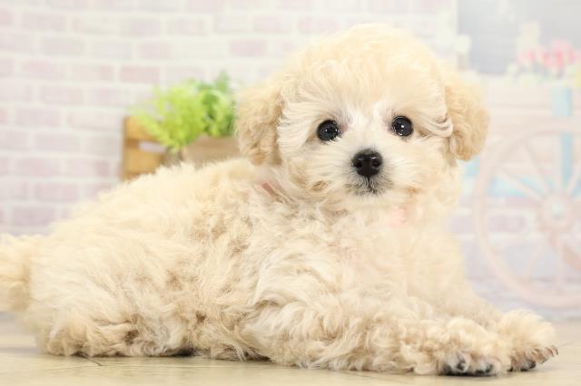 愛知県のトイプードル(ティーカップ) (Coo&RIKU春日井店/2025年9月9日生まれ/女の子/ペールフォーン)の子犬の2枚目の画像