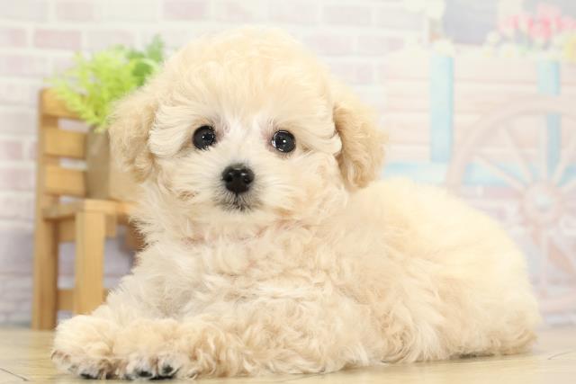 愛知県のトイプードル(ティーカップ) (Coo&RIKU春日井店/2025年9月9日生まれ/女の子/ペールフォーン)の子犬の3枚目の画像