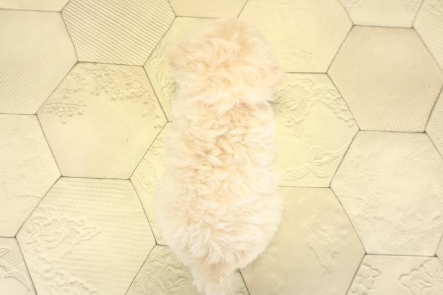 愛知県のトイプードル(ティーカップ) (Coo&RIKU春日井店/2025年9月9日生まれ/女の子/ペールフォーン)の子犬の4枚目の画像