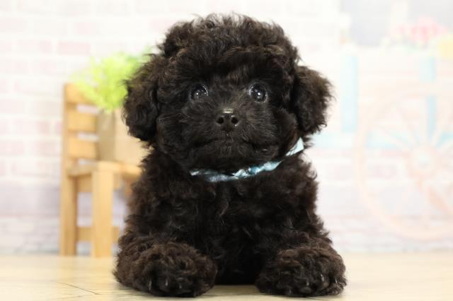 岐阜県のトイプードル(ティーカップ) (Coo&RIKU岐阜店/2025年9月9日生まれ/男の子/ブラック)の子犬