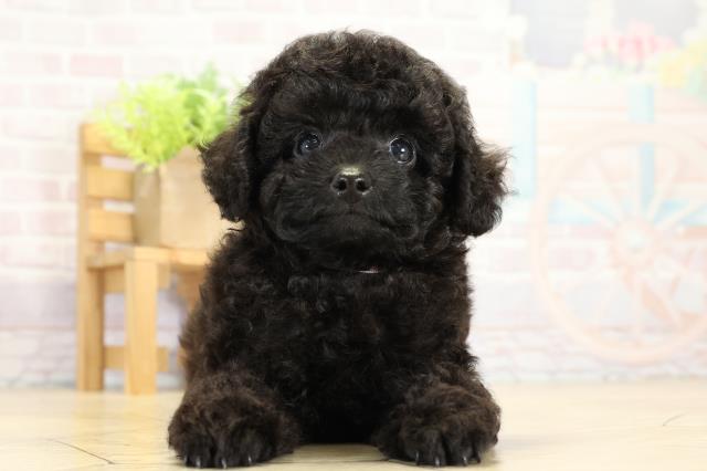 岐阜県のトイプードル(ティーカップ) (Coo&RIKU岐南店/2025年9月9日生まれ/男の子/ブラック)の子犬