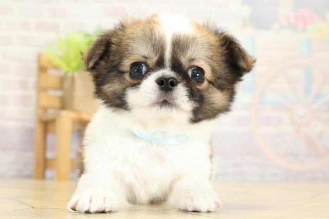 岐阜県のチワワ(ロング) (Coo&RIKU岐阜店/2025年9月7日生まれ/男の子/ホワイトレッド)の子犬