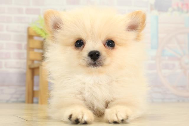 岐阜県のハーフ犬・ミックス犬 (Coo&RIKU岐南店/2025年9月10日生まれ/男の子/クリーム)の子犬