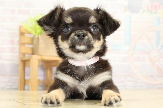 岐阜県のチワワ(ロング) (Coo&RIKU各務原店/2025年9月8日生まれ/女の子/ブラックタン)の子犬の1枚目の画像