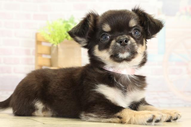 岐阜県のチワワ(ロング) (Coo&RIKU各務原店/2025年9月8日生まれ/女の子/ブラックタン)の子犬の2枚目の画像