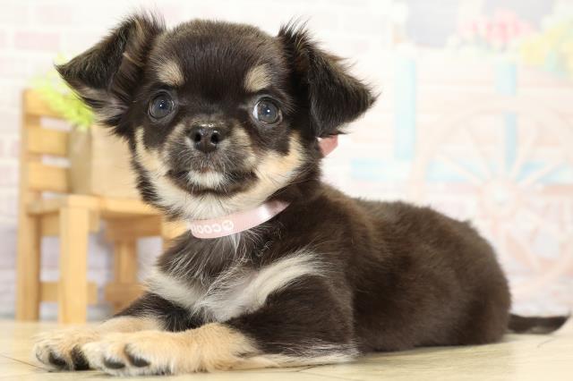 岐阜県のチワワ(ロング) (Coo&RIKU各務原店/2025年9月8日生まれ/女の子/ブラックタン)の子犬の3枚目の画像