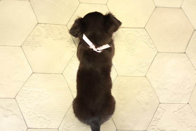 岐阜県のチワワ(ロング) (Coo&RIKU各務原店/2025年9月8日生まれ/女の子/ブラックタン)の子犬の4枚目の画像