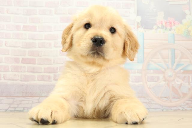 ゴールデン・レトリバー