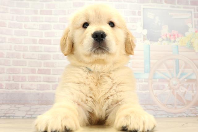 岐阜県のゴールデンレトリバー (Coo&RIKU各務原店/2025年9月8日生まれ/男の子/ゴールデン)の子犬