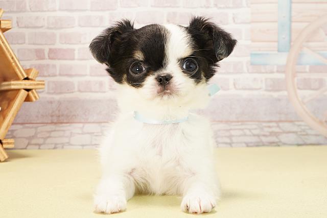 静岡県のチワワ(ロング) (Coo&RIKU浜松店/2025年9月8日生まれ/男の子/ホワイトブラックタン)の子犬