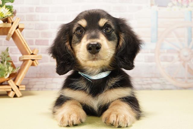 岐阜県のミニチュアダックスフンド(ロング) (Coo&RIKU岐南店/2025年9月5日生まれ/男の子/ブラックイエロー)の子犬