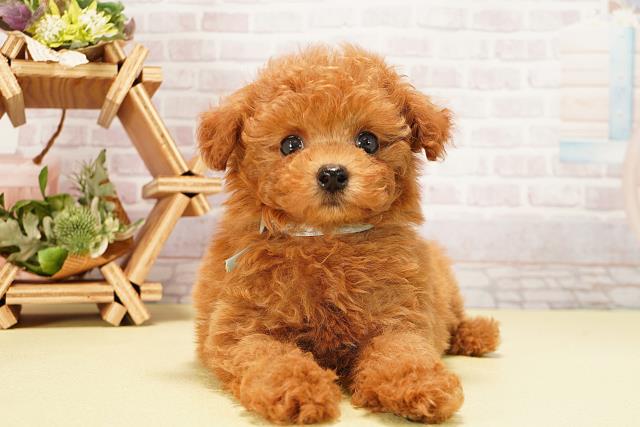 愛知県のトイプードル(ティーカップ) (Coo&RIKU東海一宮店/2025年9月10日生まれ/男の子/レッドフォーン)の子犬