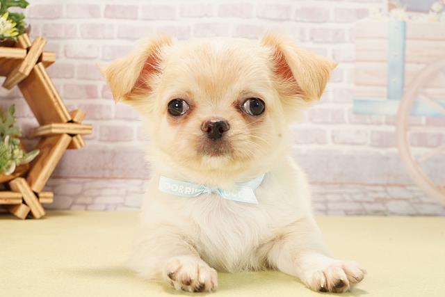 愛知県のチワワ(ロング) (Coo&RIKU東海一宮店/2025年9月10日生まれ/男の子/クリーム)の子犬の1枚目の画像