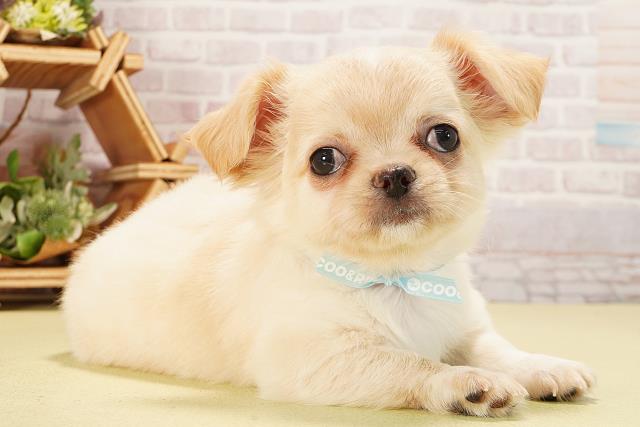 愛知県のチワワ(ロング) (Coo&RIKU東海一宮店/2025年9月10日生まれ/男の子/クリーム)の子犬の2枚目の画像