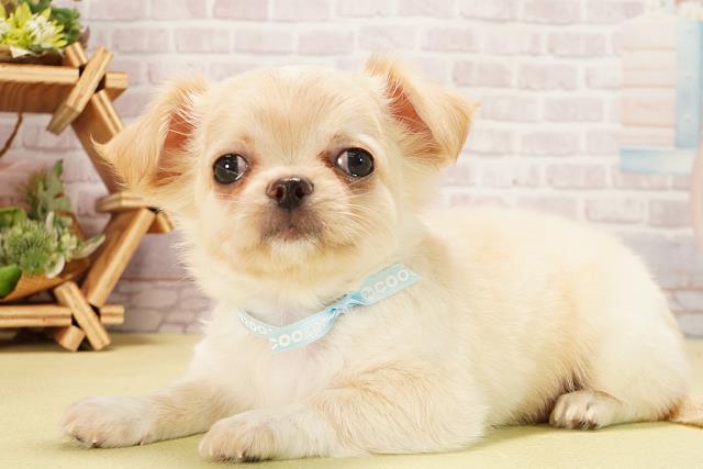 愛知県のチワワ(ロング) (Coo&RIKU東海一宮店/2025年9月10日生まれ/男の子/クリーム)の子犬の3枚目の画像