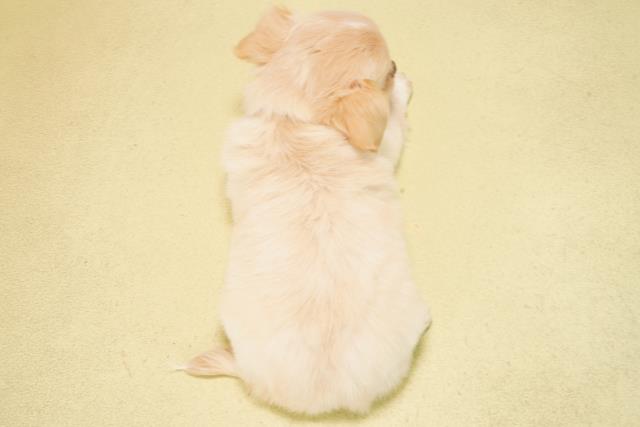 愛知県のチワワ(ロング) (Coo&RIKU東海一宮店/2025年9月10日生まれ/男の子/クリーム)の子犬の4枚目の画像