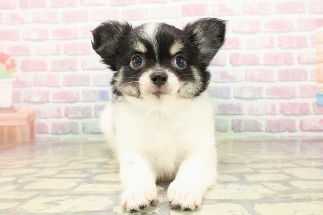 神奈川県のチワワ(ロング) (Coo&RIKU横浜港南台店/2025年9月8日生まれ/男の子/ブラックホワイトタン)の子犬