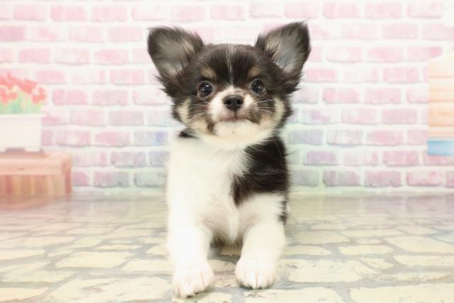 神奈川県のチワワ(ロング) (Coo&RIKU平塚店/2025年9月8日生まれ/男の子/ブラックホワイトタン)の子犬