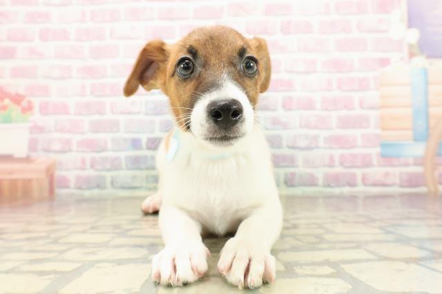 神奈川県のジャックラッセルテリア (Coo&RIKU横須賀店/2025年8月14日生まれ/男の子/ホワイトタン)の子犬