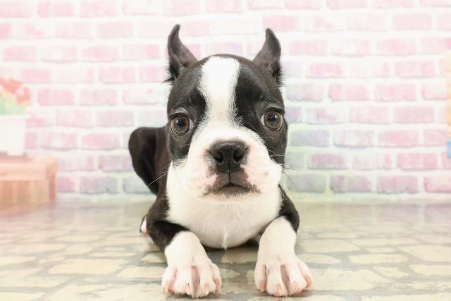 ボストンテリア