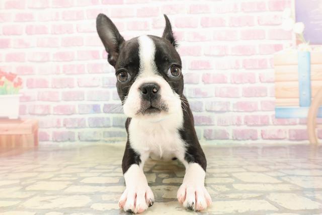 埼玉県のボストンテリア (Coo&RIKU川越店/2025年8月21日生まれ/男の子/ボストンカラー)の子犬