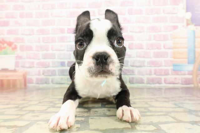 栃木県のボストンテリア (Coo&RIKU小山店/2025年8月21日生まれ/男の子/ボストンカラー)の子犬
