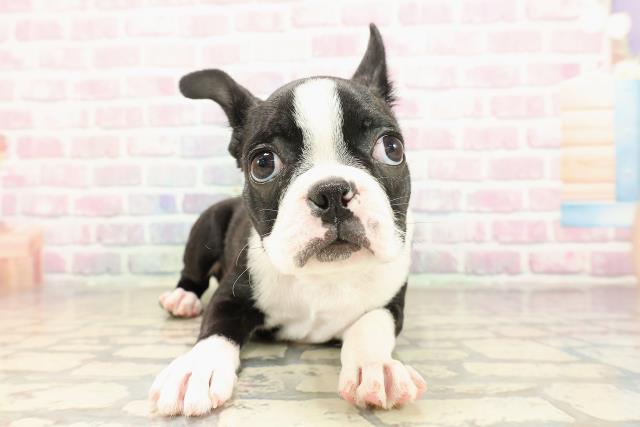 神奈川県のボストンテリア (Coo&RIKU平塚店/2025年8月21日生まれ/女の子/ボストンカラー)の子犬