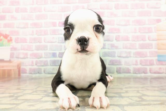 神奈川県のボストンテリア (Coo&RIKU小田原店/2025年8月21日生まれ/女の子/ボストンカラー)の子犬