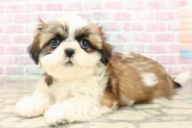 埼玉県のシーズー (Coo&RIKUアニマルケアセンター大宮/2025年9月5日生まれ/女の子/ゴールドホワイト)の子犬の2枚目の画像